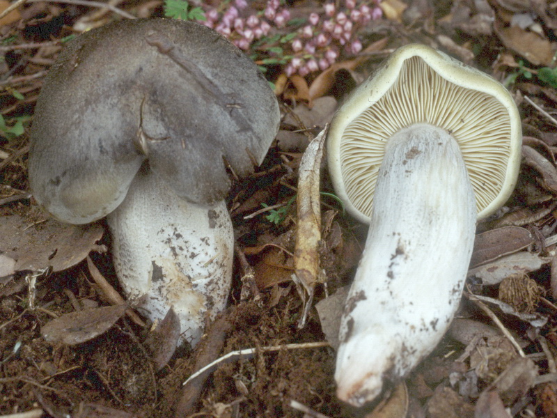 Proposta di studio di Tricholoma saponaceum